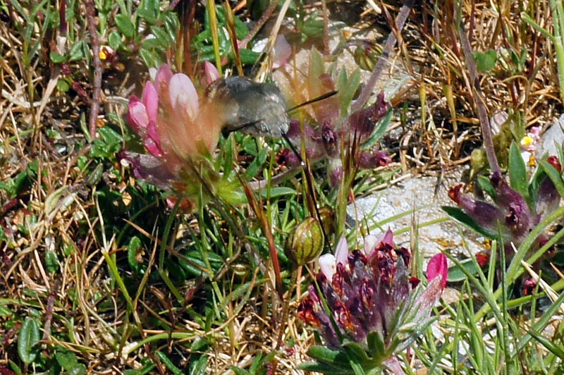 Farfalla colibr - Macroglossum stellatarum